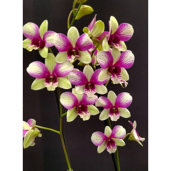 Dendrobium Aprichart Romance - AD