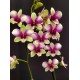 Dendrobium Aprichart Romance - AD