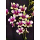 Dendrobium Aprichart Romance - AD