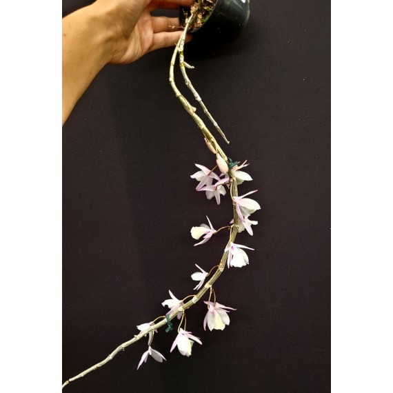 Dendrobium Pierardii