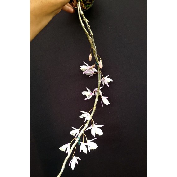 Dendrobium Pierardii
