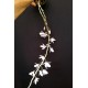 Dendrobium Pierardii