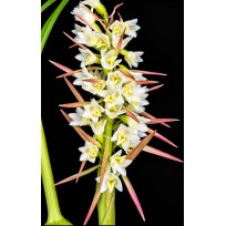Coelia Triptera - EM FLORAÇÃO