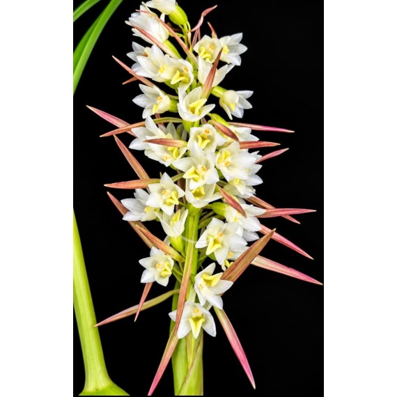 Coelia Triptera - EM FLORAÇÃO