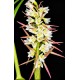 Coelia Triptera - EM FLORAÇÃO