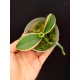 Phalaenopsis Chia Yelin Variegata - Muda