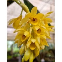 Dendrobium Sulcatum - NBS