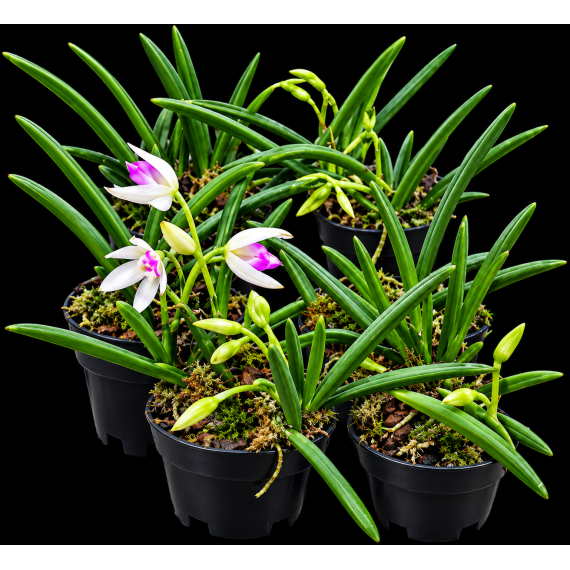 Leptotes Bicolor - Haste Floral