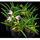 Leptotes Bicolor - Haste Floral