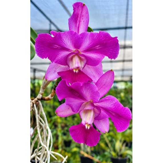 Cattleya Walkeriana flamea trilabelo ( no...