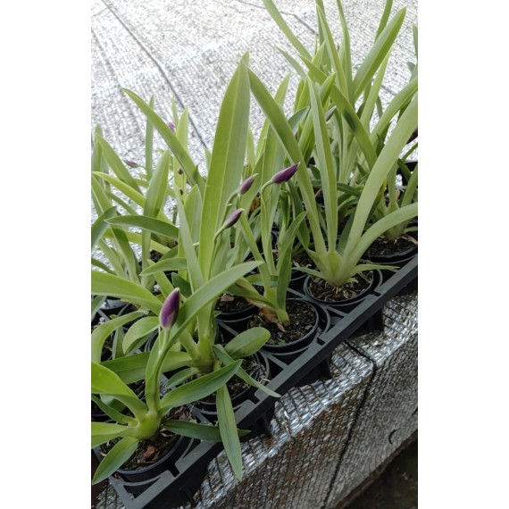 Miltonia Bert Fields Eillen - AD