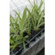 Miltonia Bert Fields Eillen - AD