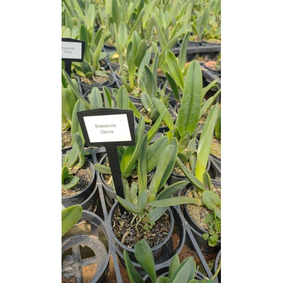 Brassavola Glauca - NBS