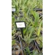 Brassavola Glauca - NBS