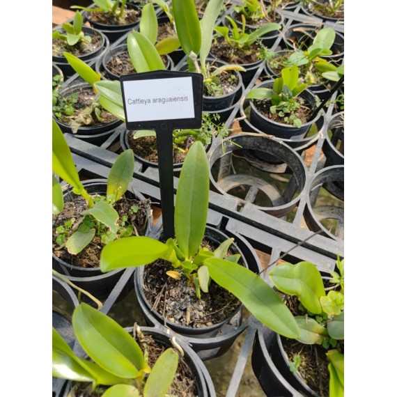 Cattleya Araguaiensis - Muda