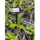 Cattleya Araguaiensis - Muda