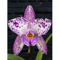 Cattleya Amethystoglossa Lilacina (livia x carina) - AD