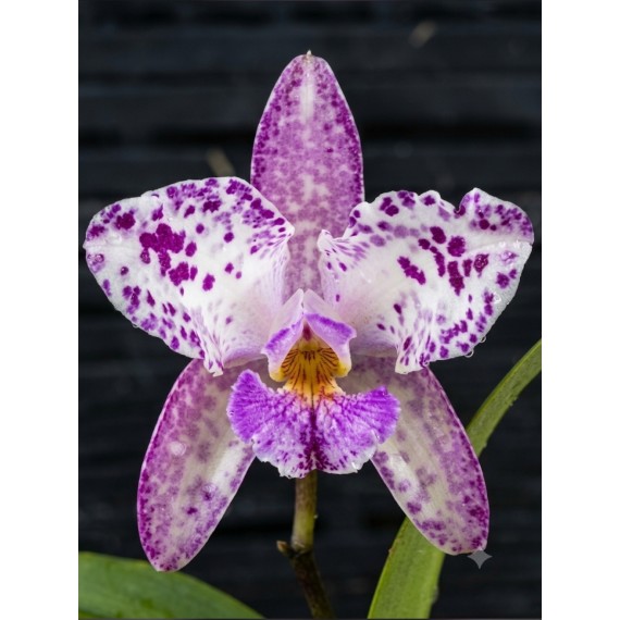 Cattleya Amethystoglossa Lilacina (livia x...