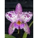 Cattleya Amethystoglossa Lilacina (livia x carina) - AD