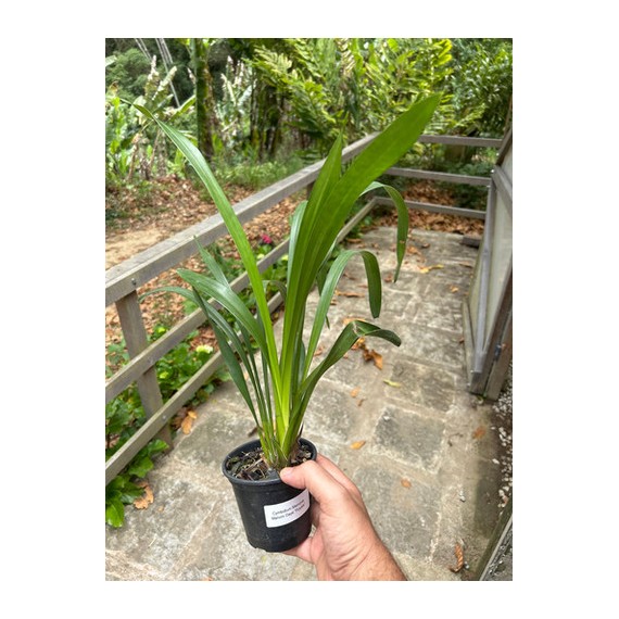 Cymbidium Memoria Marvin Gaye