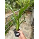 Cymbidium Memoria Marvin Gaye
