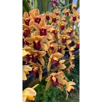 Cymbidium Memoria Marvin Gaye