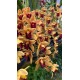 Cymbidium Memoria Marvin Gaye