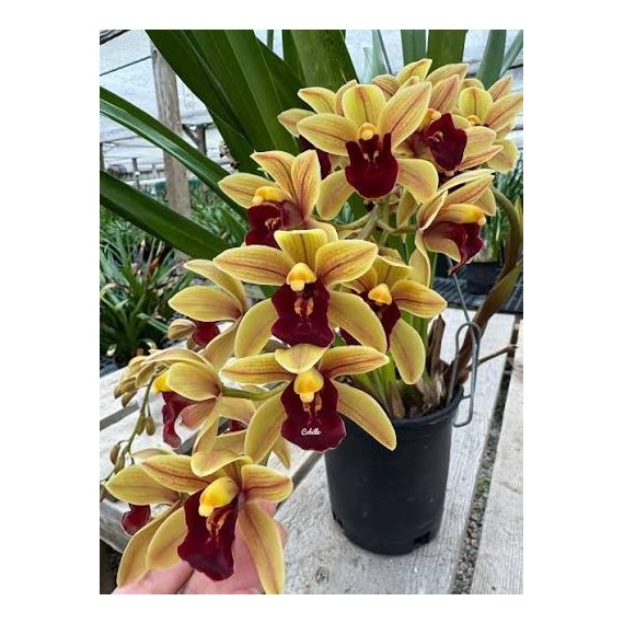 Cymbidium Memoria Marvin Gaye