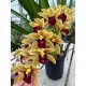 Cymbidium Memoria Marvin Gaye