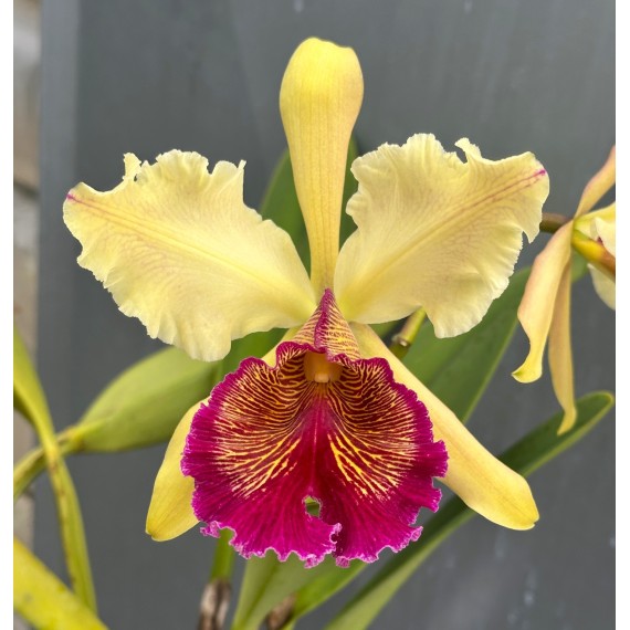 Cattleya Dowiana Aurea (15-20cm)
