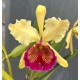 Cattleya Dowiana Aurea (15-20cm)
