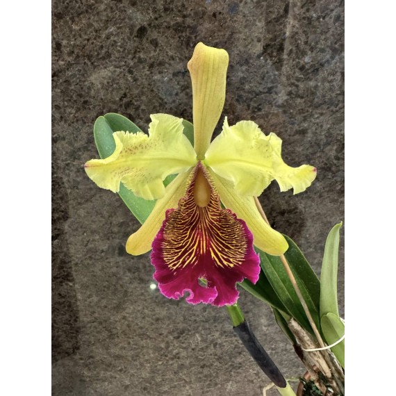 Cattleya Dowiana Aurea (15-20cm)