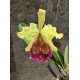 Cattleya Dowiana Aurea (15-20cm)