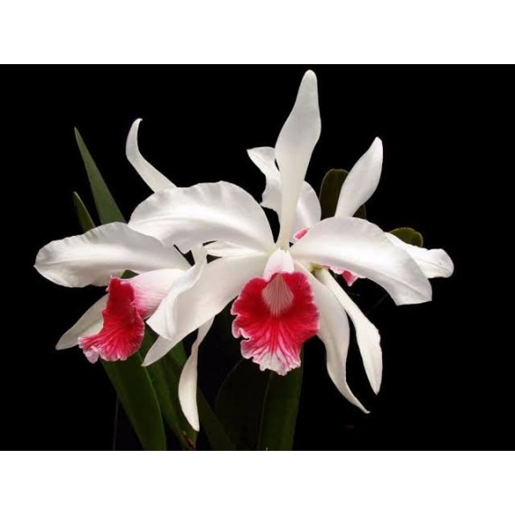 Laelia Purpurata Carnea Cereja - T4