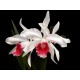 Laelia Purpurata Carnea Cereja - T4