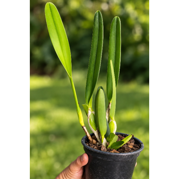 Laelia Purpurata Carnea Cereja - T4