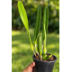 Laelia Purpurata Carnea Cereja - T4
