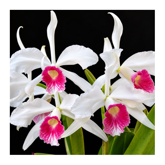 Laelia Purpurata Carnea Cereja - T4