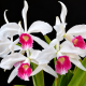 Laelia Purpurata Carnea Cereja - T4