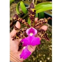 Cattleya Aclandiae - AD