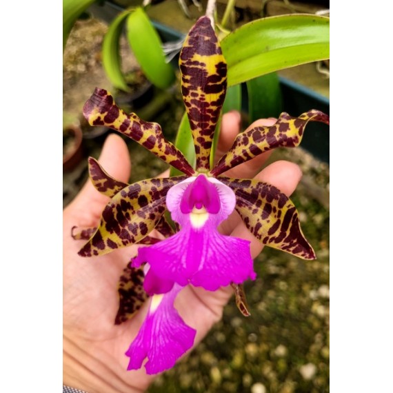 Cattleya Aclandiae - AD