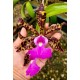 Cattleya Aclandiae - AD