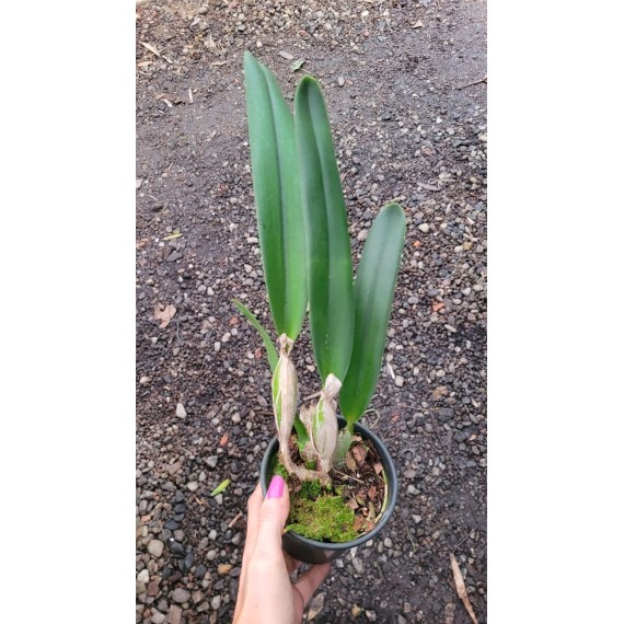 Laelia Purpurata Ardosia - NBS