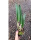 Laelia Purpurata Ardosia - NBS