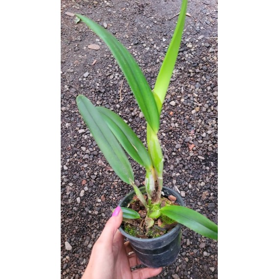 Laelia Purpurata Ardosia - NBS
