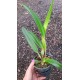 Laelia Purpurata Ardosia - NBS