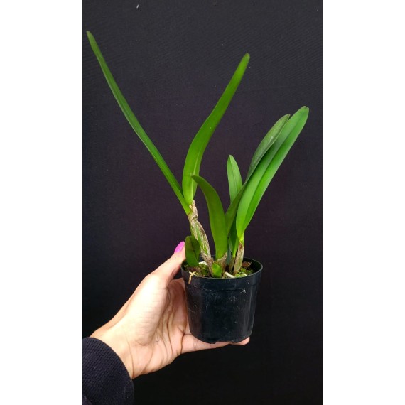 Laelia Purpurata Alba  - Pre adulta