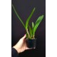 Laelia Purpurata Alba  - Pre adulta
