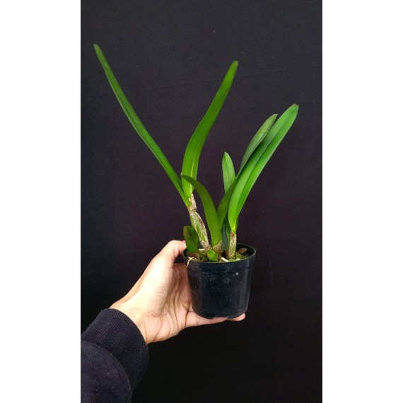 Laelia Purpurata Alba  - Pre adulta