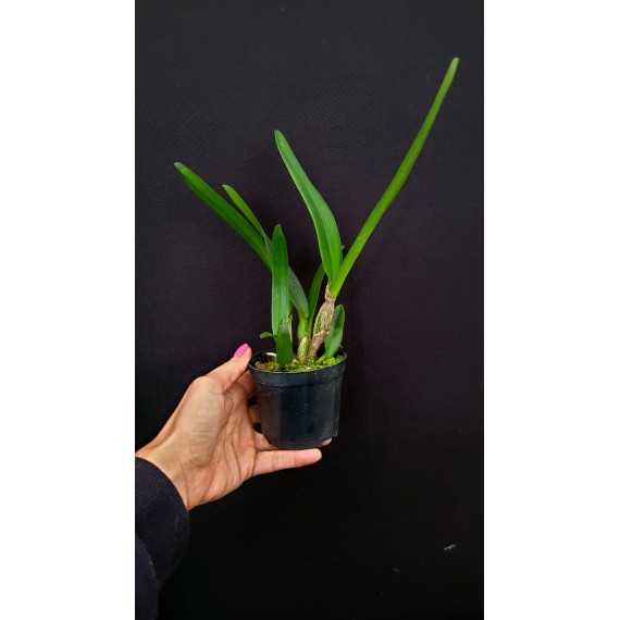 Laelia Purpurata Alba  - Pre adulta